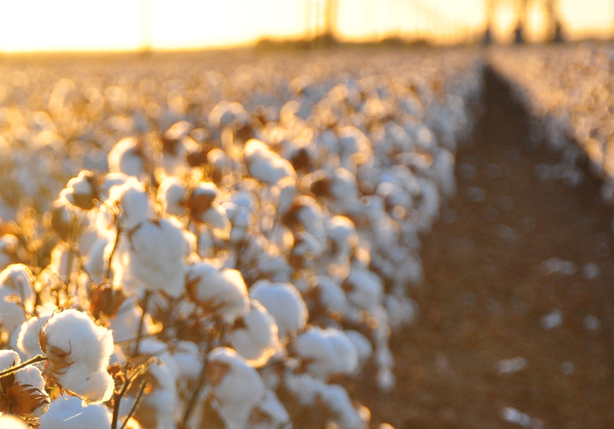 Organic Pima Cotton vs. Bamboo Rayon